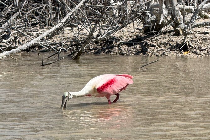 Flamingos Tour in Rio Lagartos Yucatan 2 hours - Is $77.44 a fair price?