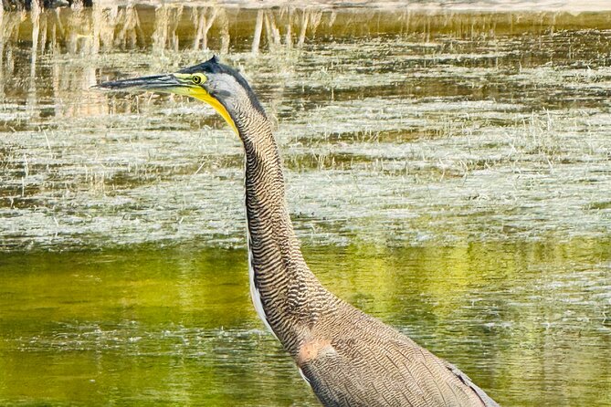 Flamingos Tour in Rio Lagartos Yucatan 2 hours - Who will enjoy this tour most