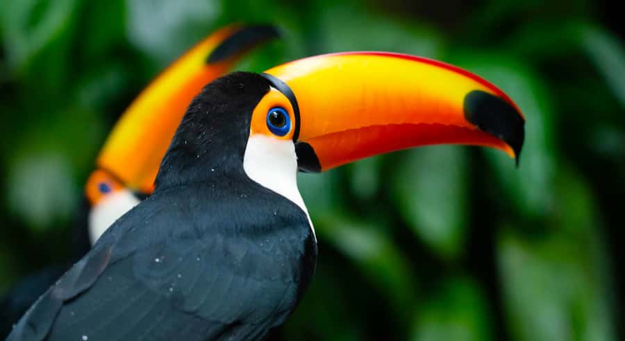 Foz do Iguaçu: Bird Park Tour with Tickets - Starting with hotel pickup in Foz do Iguaçu