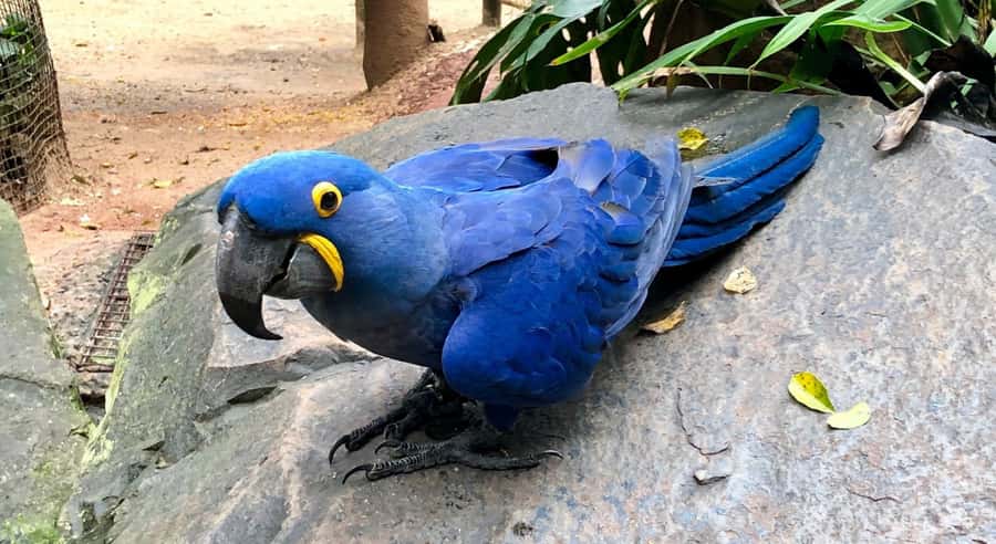 Foz do Iguaçu: Bird Park Tour with Tickets - Seeing Brazilian birds up close