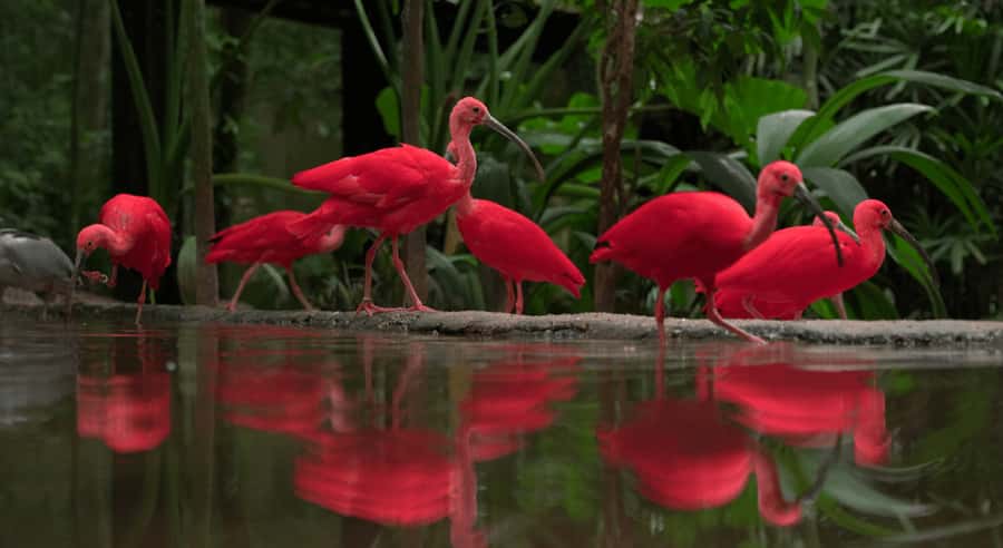 Foz do Iguaçu: Bird Park Tour with Tickets - The smaller nurseries: reptiles, moths, and alligators