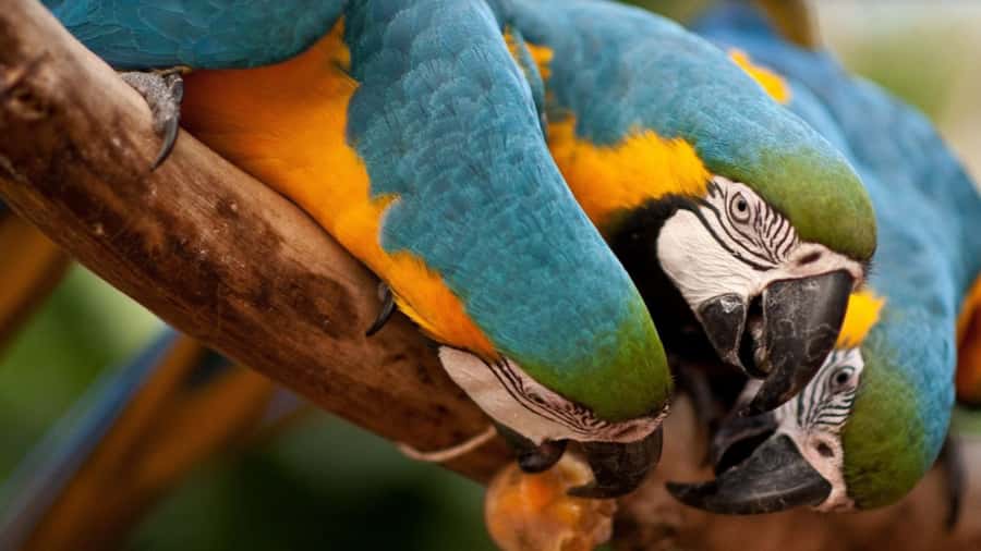 Foz do Iguaçu: Bird Park Tour with Tickets - Entering Parque das Aves