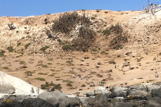 Fr STGO: WILD PENGUINS, SEALION, SANDBOARD, PARAGLIDING & PICNIC - Zapallar and the small-boat penguin trip