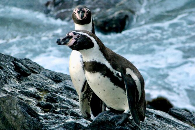 Fr VALPO: WILD PENGUINS, SEALION, SANDBOARD, PARAGLIDING & PICNIC - Five things to know before you book