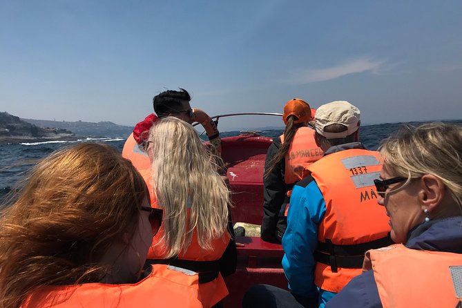 Fr VALPO: WILD PENGUINS, SEALION, SANDBOARD, PARAGLIDING & PICNIC - Sea lions and a glimpse of working Chile