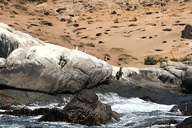 Fr VALPO: WILD PENGUINS, SEALION, SANDBOARD, PARAGLIDING & PICNIC - Lunch above the Pacific at Parapente Aire Libre