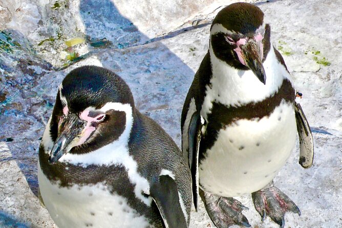Fr VALPO: WILD PENGUINS, SEALION, SANDBOARD, PARAGLIDING & PICNIC - Zapallar, Cachagua, and the penguin island
