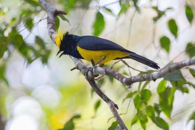 Fraser's Hill Bird-Watching & Nature Sightseeing Tour from Kuala Lumpur - Key points to know before booking