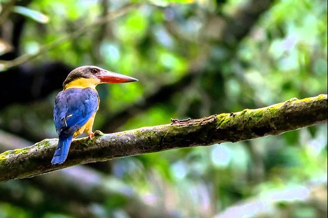 Fraser's Hill Bird-Watching & Nature Sightseeing Tour from Kuala Lumpur - Why Fraser’s Hill makes a good day trip