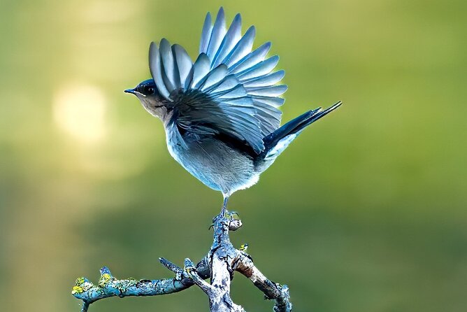 From Adelaide: Ultimate SA Birding & Nature Discovery Tour - Key points at a glance