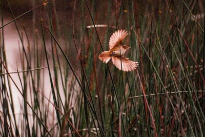 From Adelaide: Ultimate SA Birding & Nature Discovery Tour