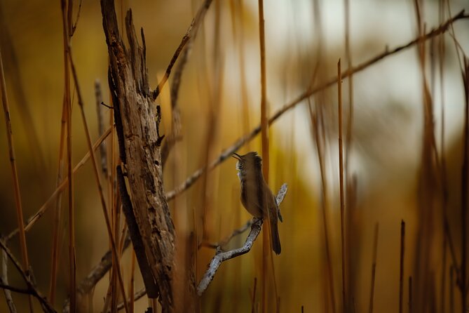 From Adelaide: Ultimate SA Birding & Nature Discovery Tour - Victor Harbor and the Granite Island causeway