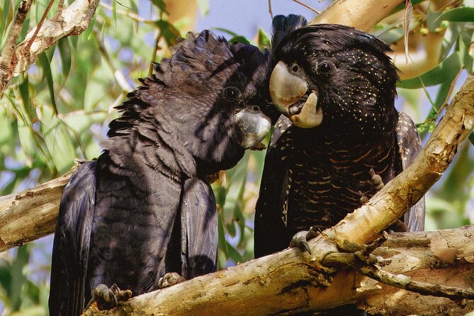 From Adelaide: Ultimate SA Birding & Nature Discovery Tour - The ride home and image review
