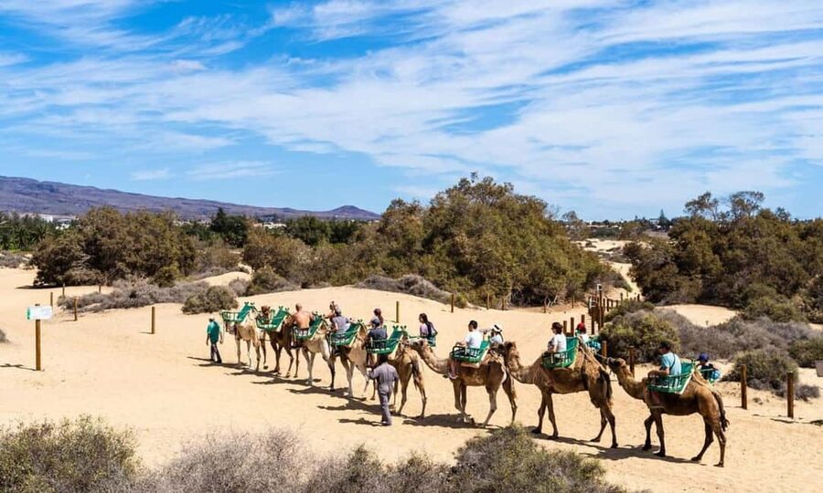 From Agadir: Camel Ride and Flamingo Trek - Mounting up and finding your rhythm