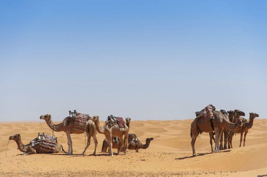 From Agadir: Camel Ride and Flamingo Trek - Dunes, ocean views, and the royal palace