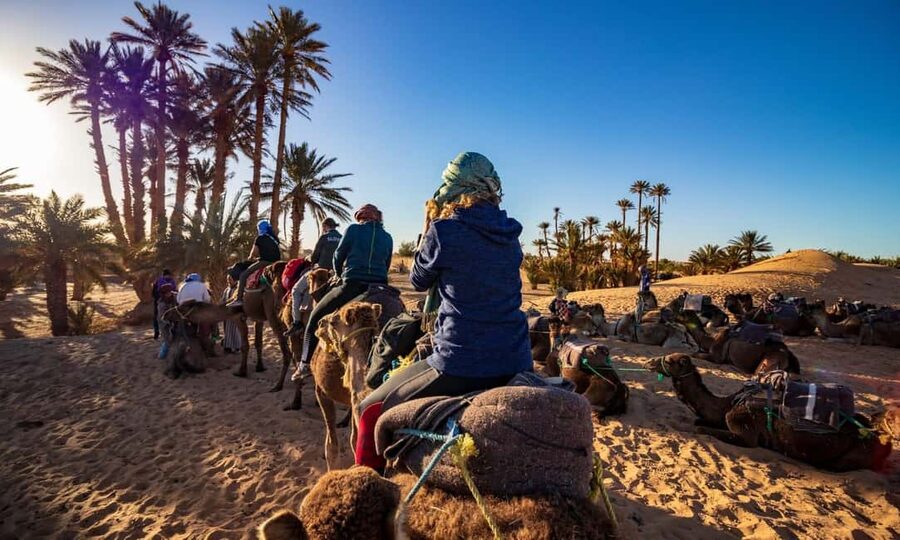 From Agadir: Camel Ride and Flamingo Trek - Mint tea, biscuits, and the photo stop