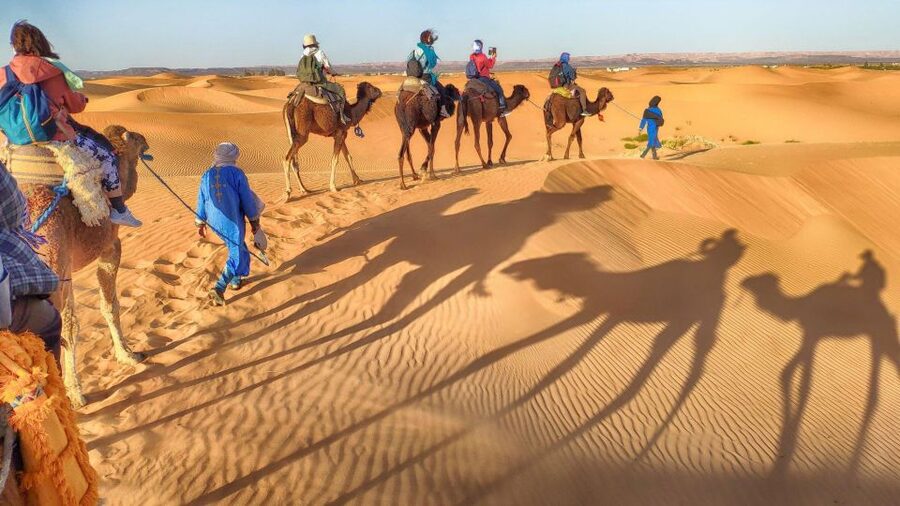 From Agadir: Camel Ride and Flamingo Trek - Who will enjoy this camel ride most?