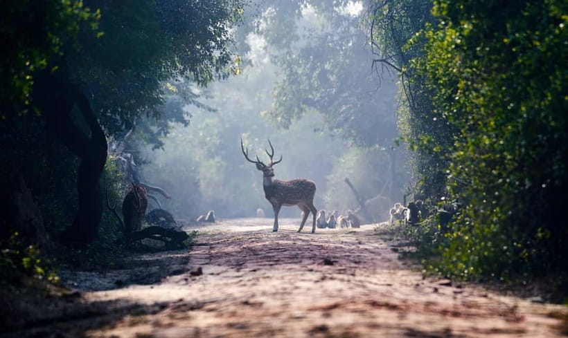 From Agra: Taj Mahal, Fatehpur Sikri & Bird Safari Tour - Lunch between the monuments and the park