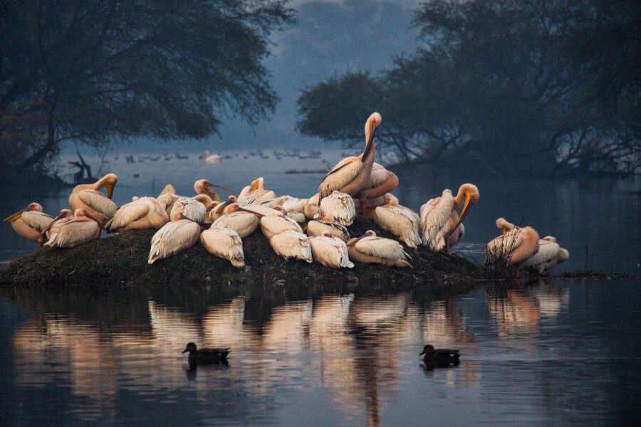 From Agra: Taj Mahal, Fatehpur Sikri & Bird Safari Tour - Guides, drivers, and the small-group setup