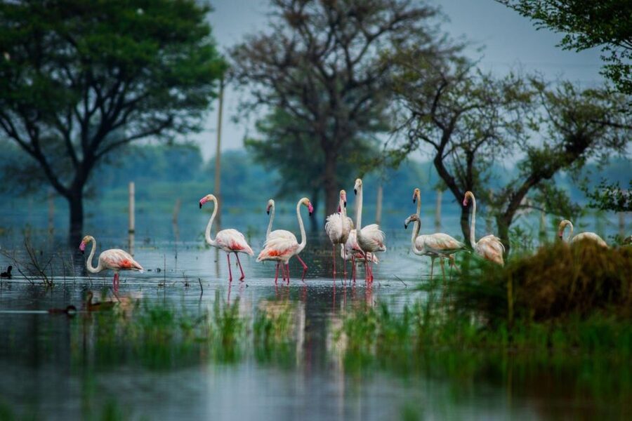 From Agra: Taj Mahal, Fatehpur Sikri & Bird Safari Tour - Final verdict: a strong three-part Agra day