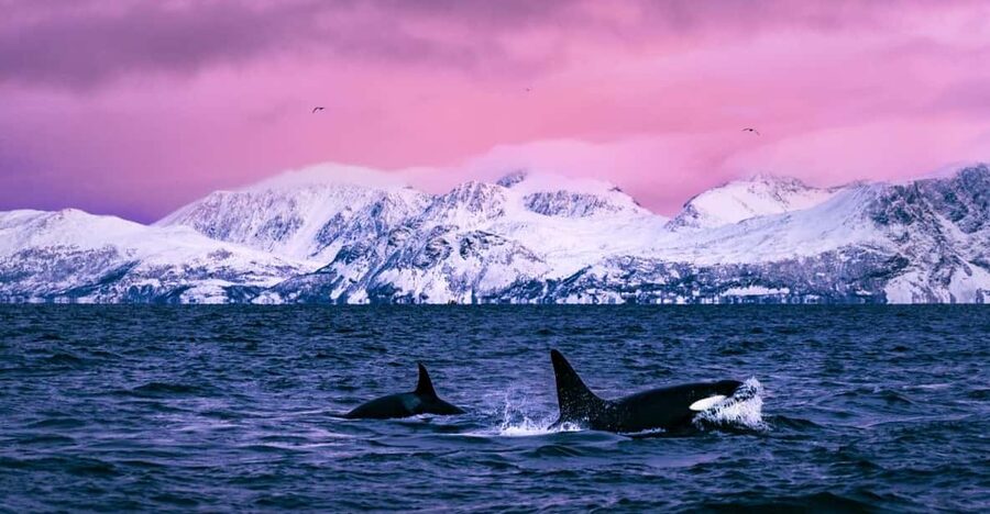 From Alta: Whale and Seabird Cruise - Key points before you book