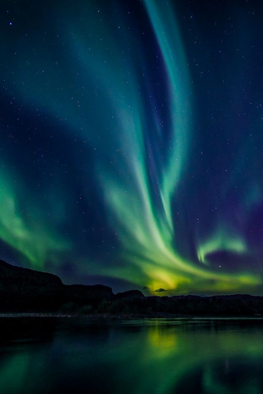 From Alta: Whale and Seabird Cruise - Why Alta Fjord attracts whales