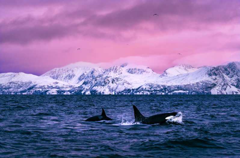 From Alta: Whale and Seabird Cruise - The first search for whales