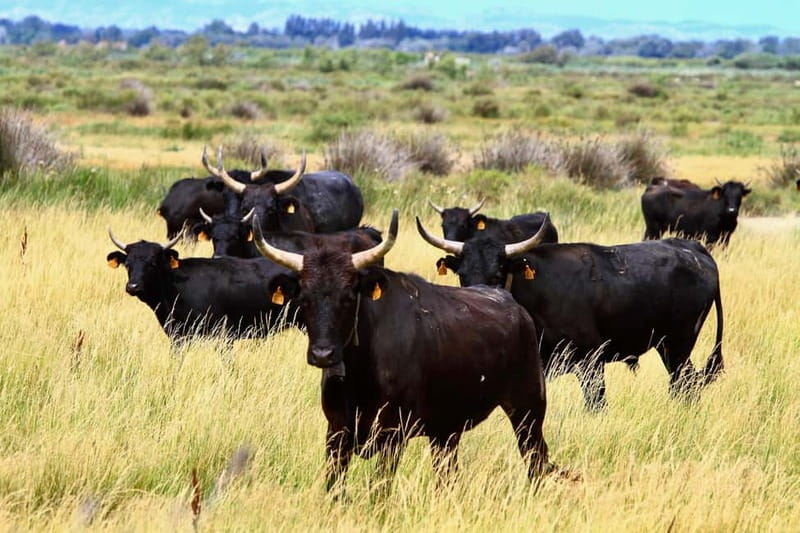 From Avignon: Camargue Tour with Bird Park Entry - Key details that shape the day