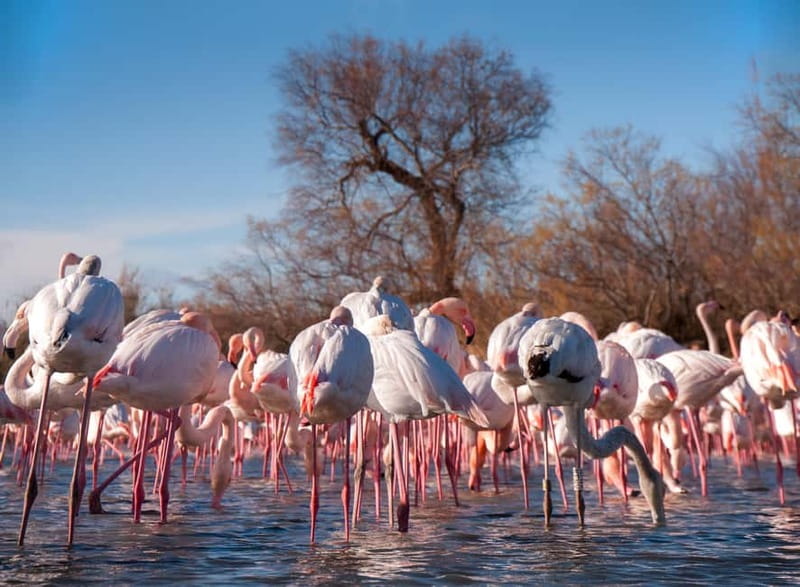 From Avignon: Camargue Tour with Bird Park Entry - Aigues-Mortes and its medieval ramparts