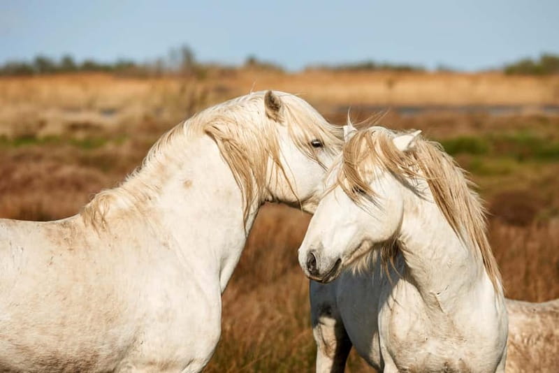 From Avignon: Camargue Tour with Bird Park Entry - Who will enjoy this Camargue day?