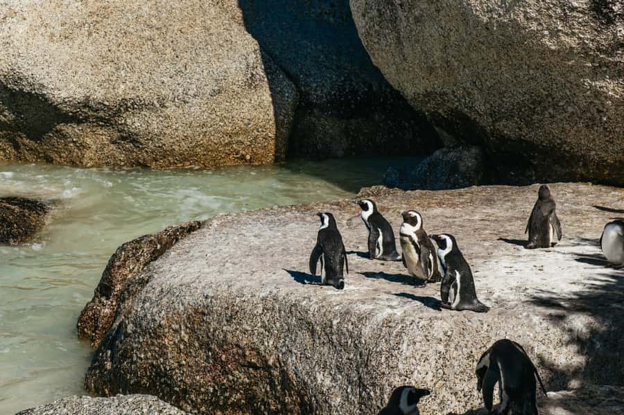 From Cape Town: Cape Peninsula & Boulders Penguin Beach Tour - Camps Bay and Hout Bay: beaches, mountains, and an optional boat