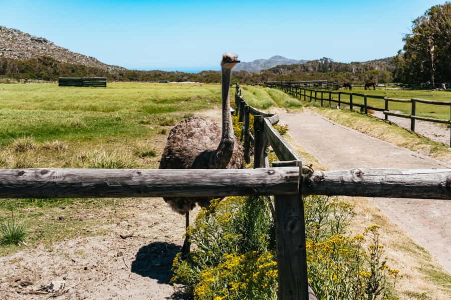 From Cape Town: Cape Peninsula & Boulders Penguin Beach Tour - Chapman’s Peak Drive: the road becomes the attraction