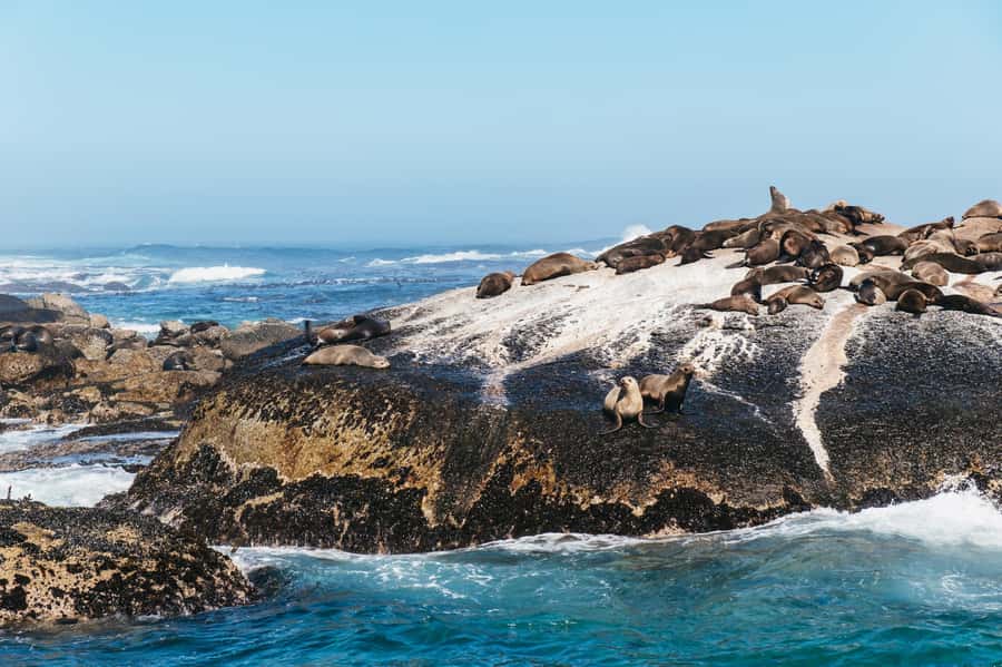 From Cape Town: Cape Peninsula & Boulders Penguin Beach Tour - Kalk Bay and Muizenberg on the return drive
