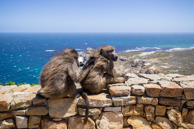 From Cape Town: Table Mountain, Cape of Good Hope & Penguins including Park Fees - City center and Bo-Kaap: a quick start with real context