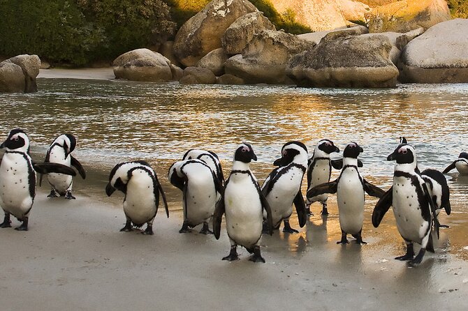 From Cape Town: Table Mountain, Cape of Good Hope & Penguins including Park Fees - Chapman’s Peak Drive and Noordhoek