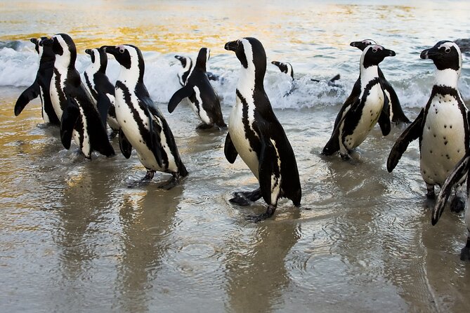 From Cape Town: Table Mountain, Cape of Good Hope & Penguins including Park Fees - Cape of Good Hope: wildlife, signs, and open space