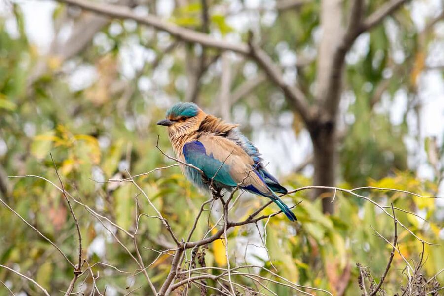 From Delhi: 5 Day Golden Triangle, Safari, & Bird Sanctuary - Five details that shape the experience