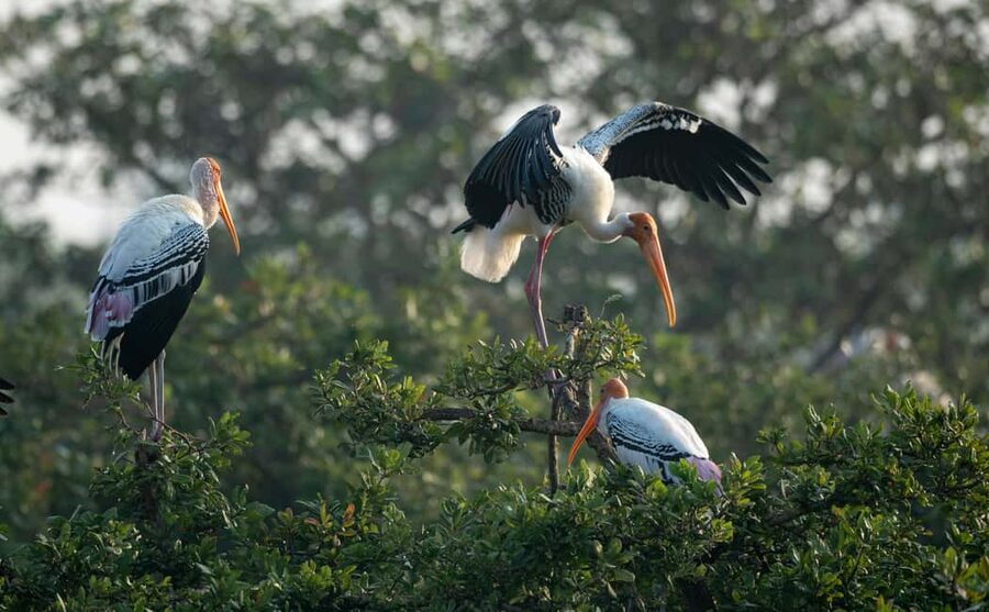 From Delhi: 5 Day Golden Triangle, Safari, & Bird Sanctuary - Day 2: Taj Mahal sunrise, Agra Fort, and Keoladeo