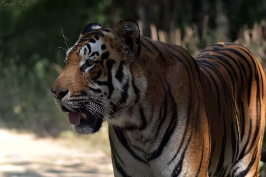 From Delhi: 5 Day Golden Triangle, Safari, & Bird Sanctuary - Who should book this five-day route?