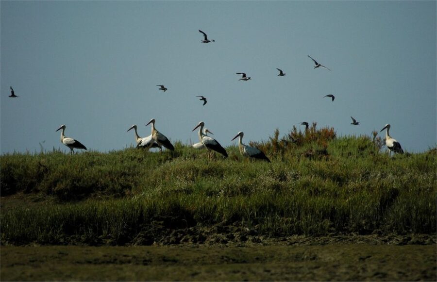 From Faro: 2-Hour Guided Bird Watching Boat Trip - Following the channels through the natural park