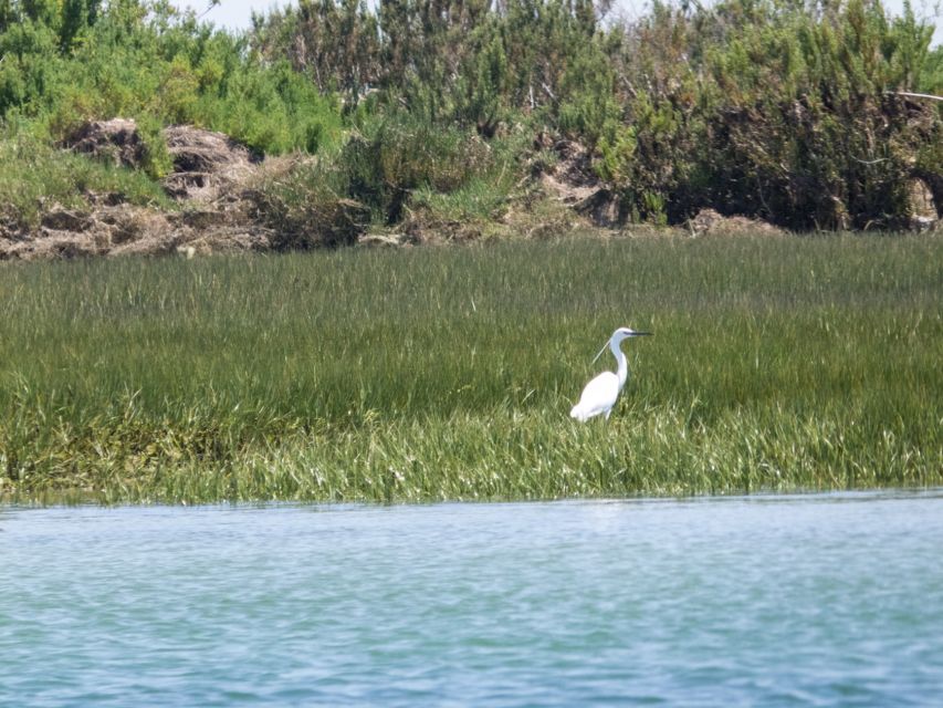 From Faro: 2-Hour Guided Bird Watching Boat Trip - The birds you might see on the water