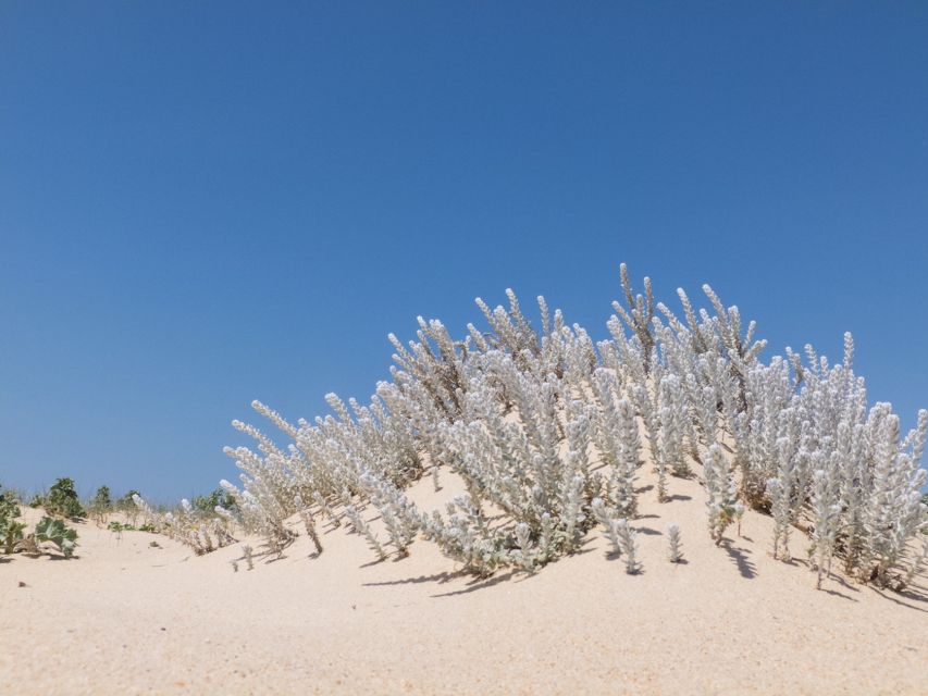 From Faro: 2-Hour Guided Bird Watching Boat Trip - Oyster farms and the islands of Ria Formosa
