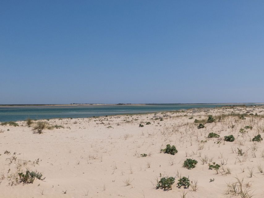 From Faro: 2-Hour Guided Bird Watching Boat Trip - The 15 to 20-minute stop at a deserted beach