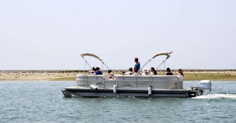 From Faro: 2-Hour Guided Bird Watching Boat Trip - Choosing the best season and clothing