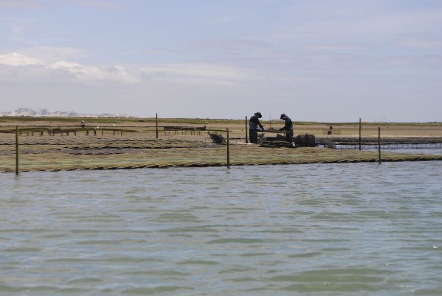 From Faro: 2-Hour Guided Bird Watching Boat Trip - Starting at Faro’s nautical club