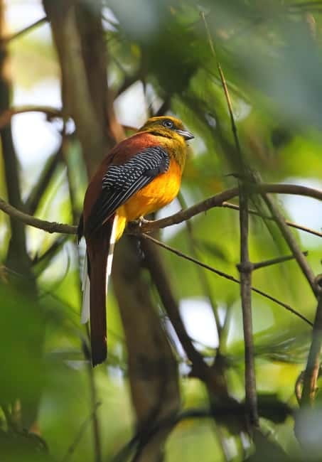 From Khaosok:Half day Bird watching and Wildlife explore - Key points for your Khao Sok morning