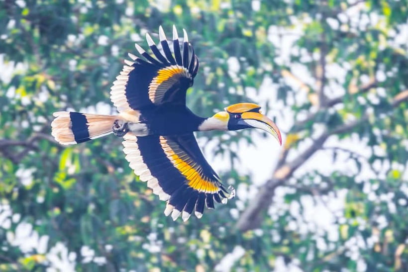 From Khaosok:Half day Bird watching and Wildlife explore - Why this early start matters in Khao Sok