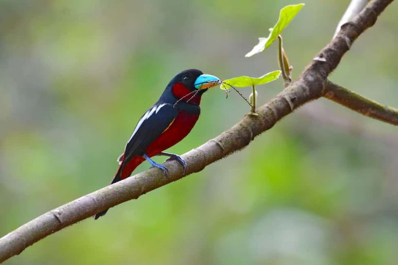 From Khaosok:Half day Bird watching and Wildlife explore - The physical side: a half-day that can feel long