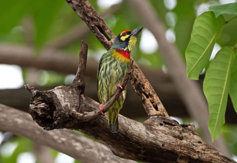 From Khaosok:Half day Bird watching and Wildlife explore - What the $93 price includes