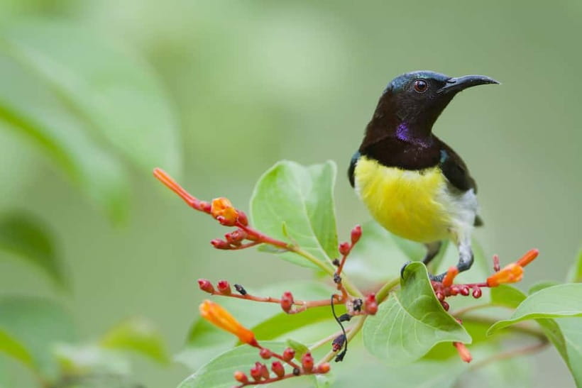 From Khaosok:Half day Bird watching and Wildlife explore - A realistic morning schedule